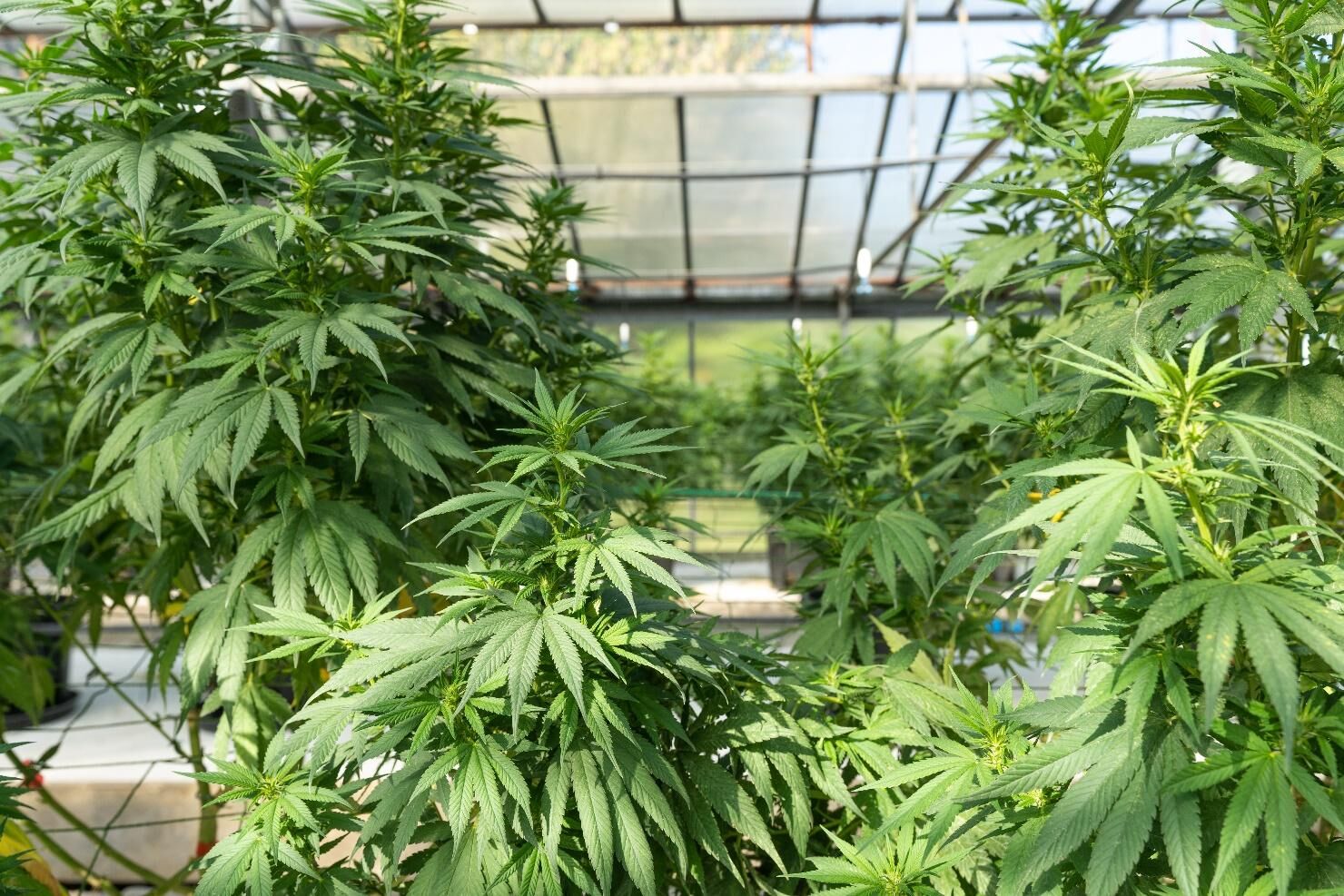 Lambs Breath Feminized Marijuana Seeds Review by AskGrowers (2)